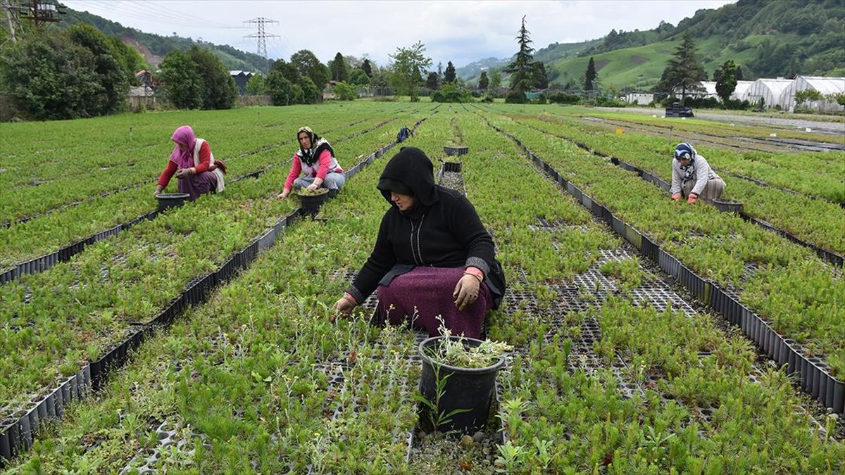 Trabzon’da 25 hektar alanda yetiştirilen fidan ve çiçekler toprakla buluşturulacak