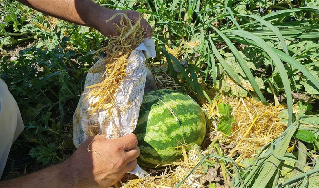 Osmaniye'de karpuz üreticileri, ürünlerini