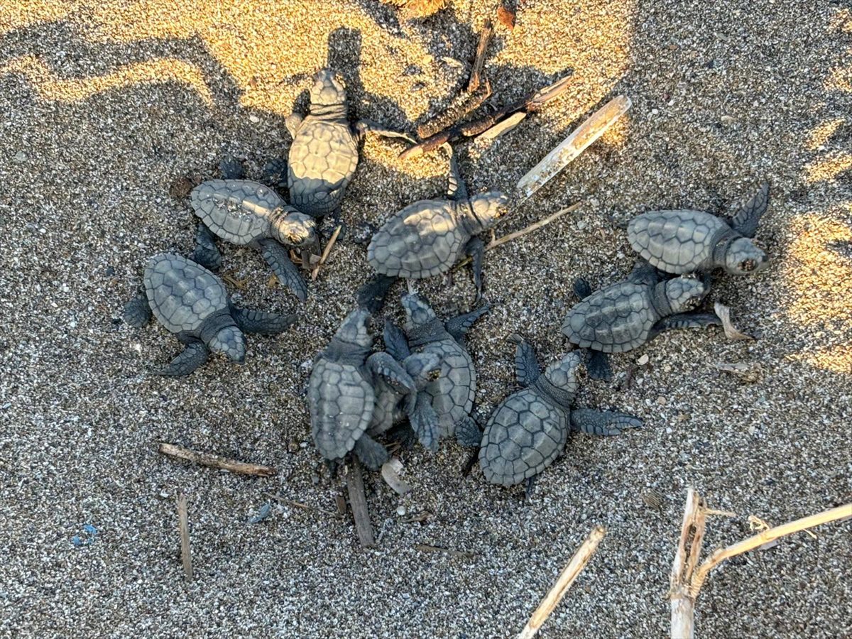 Alanya’da caretta caretta yavrularının denize yolculuğu