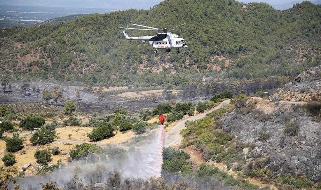 Antalya'nın Serik ilçesinde ormanlık