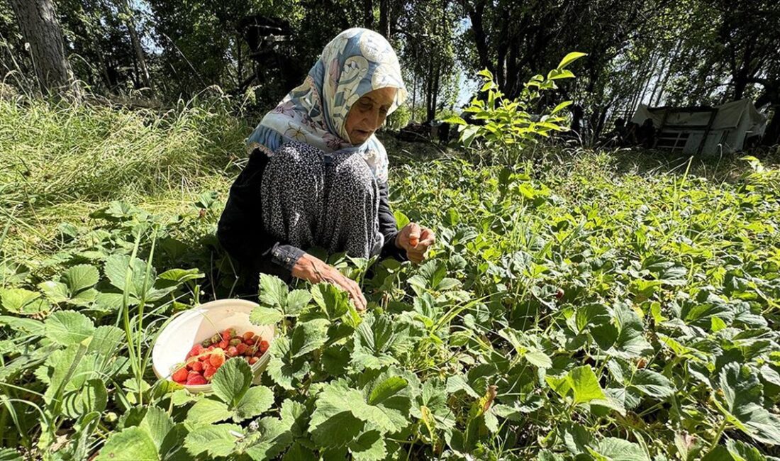 Elazığ'ın Maden ilçesinin Durmuştepe