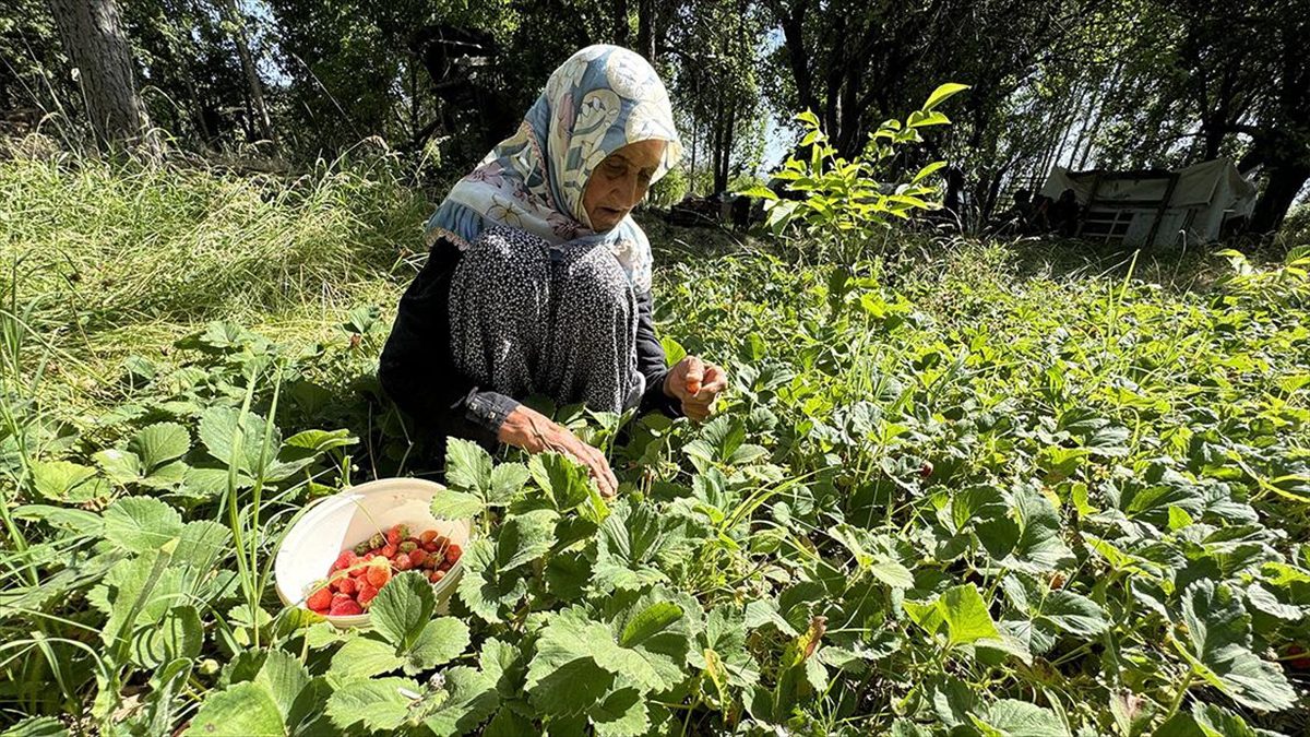 Asırlık İmoş nine bahçesinden kopamıyor