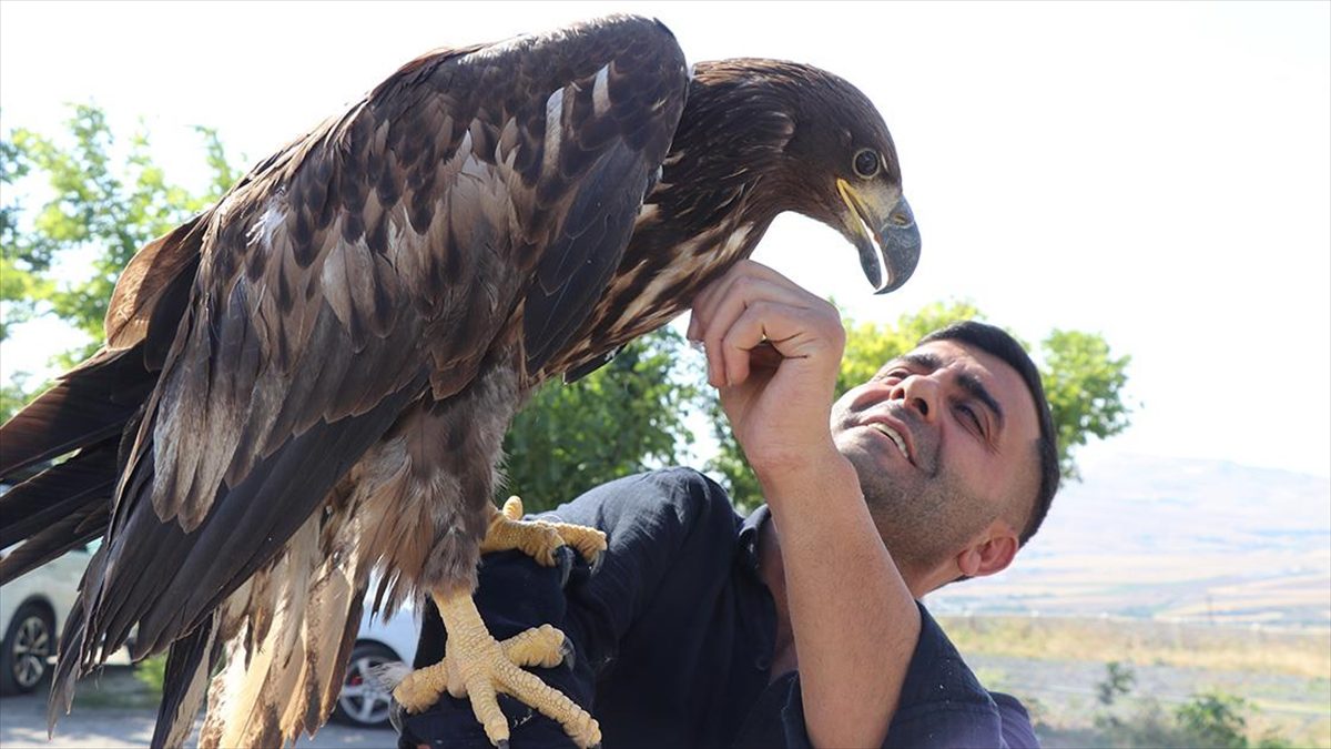 Bitkin halde bulup bakımını üstlendiği kartal yavrusuna “Paşa” adını verdi