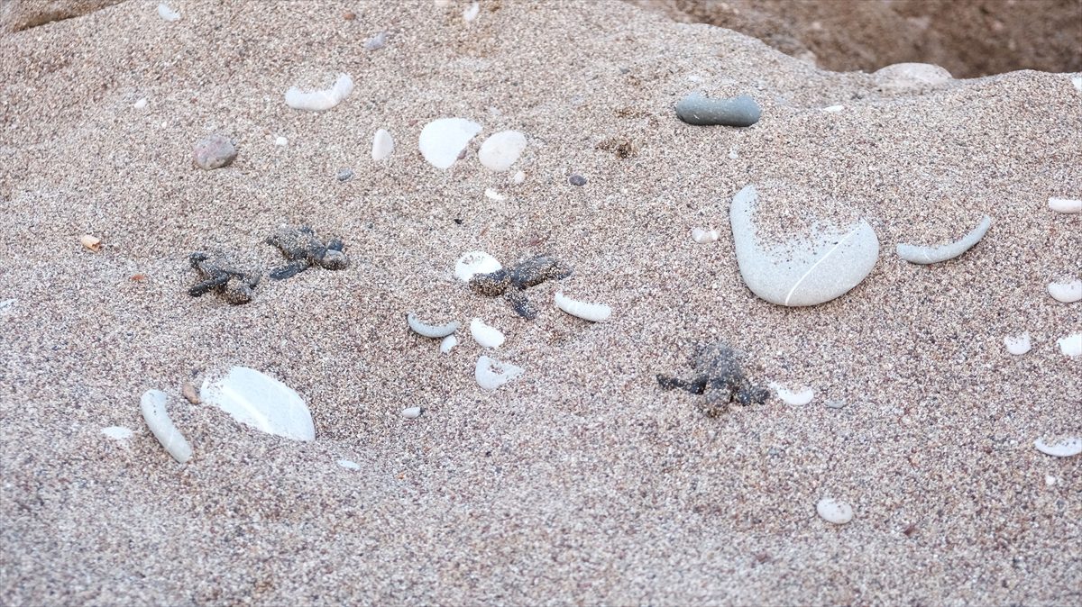 Çıralı Sahili'nde caretta caretta yavrularının yuvalarından denize yolcuğu başladı