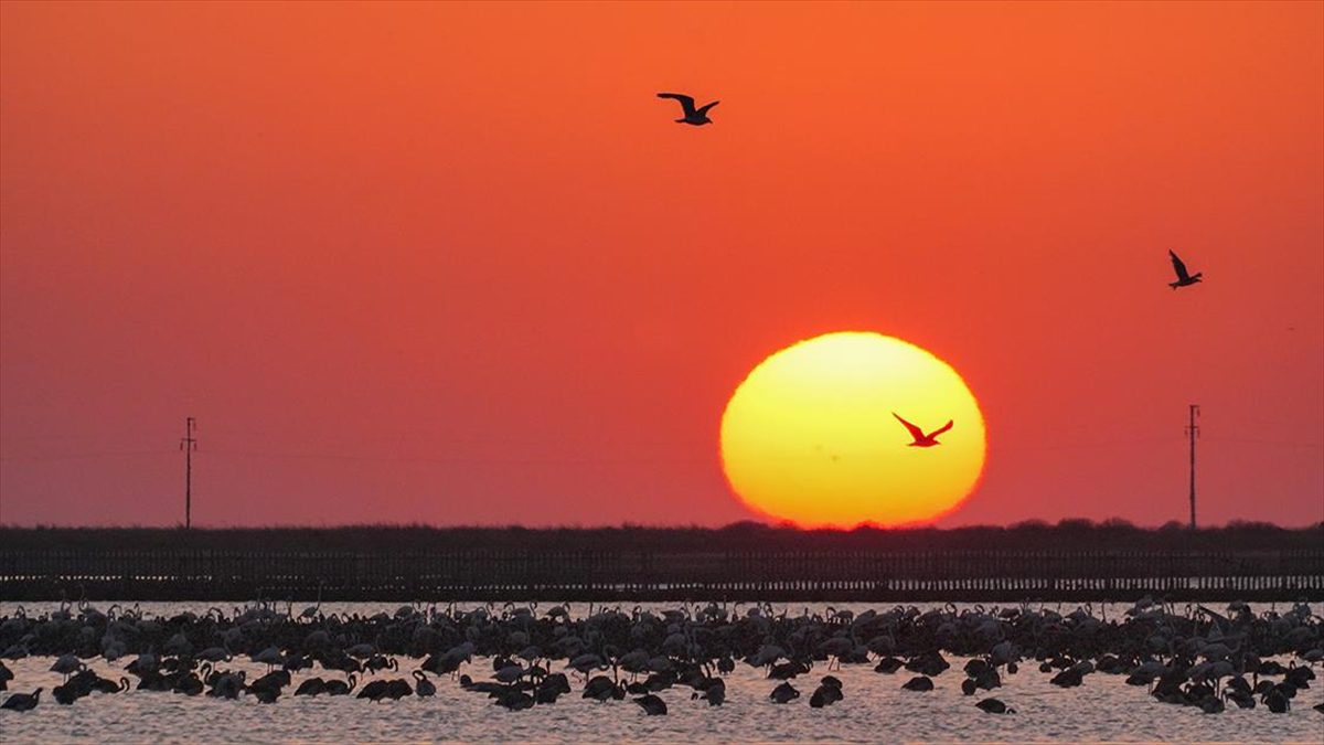 Flamingo adasının yeni sakinleri kıtalar arası uçuşa hazırlanıyor