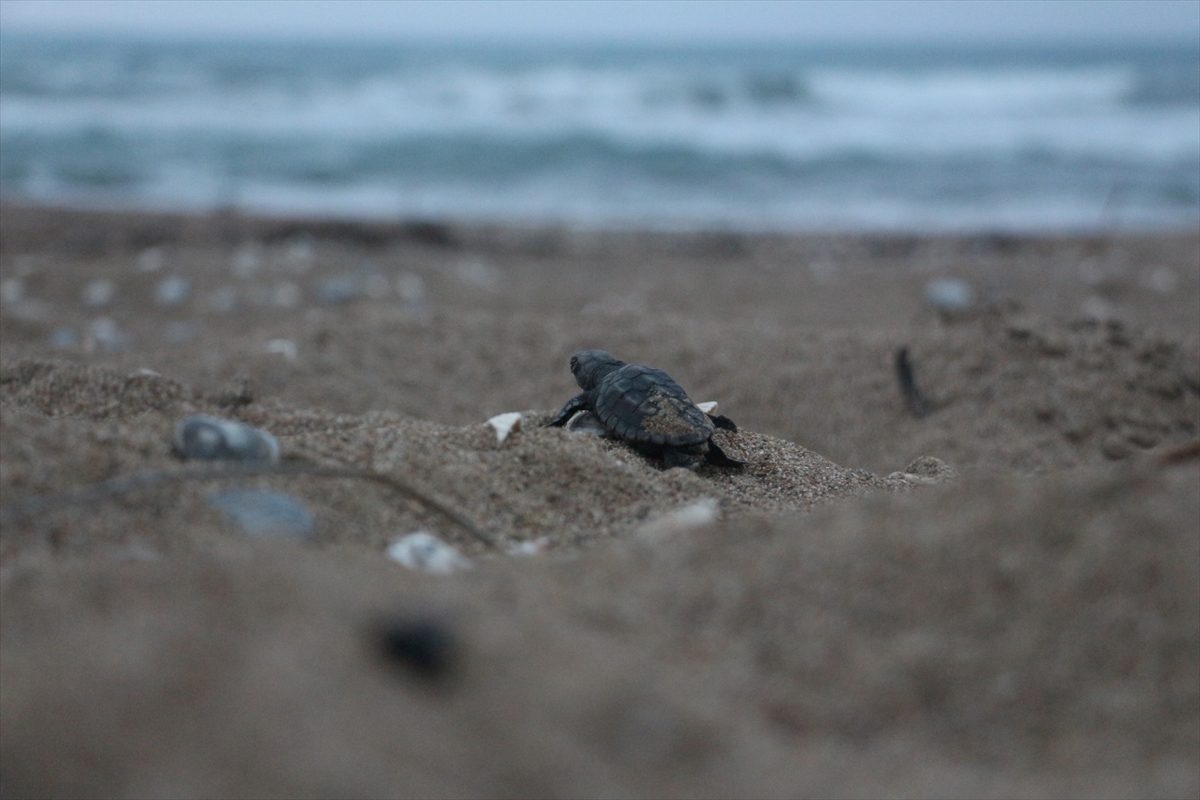 Kızılot Sahili'ndeki caretta caretta yuvası sayısı 1800'e ulaştı