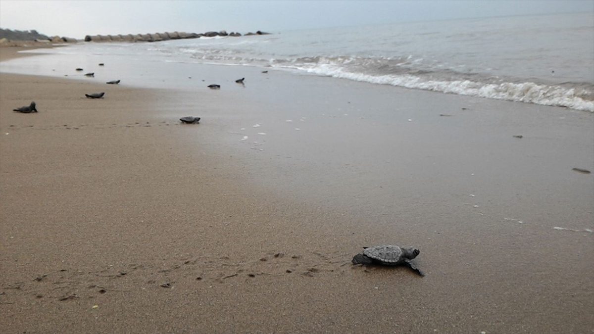 Kızılot Sahili'ndeki caretta caretta yuvası sayısı 1800'e ulaştı