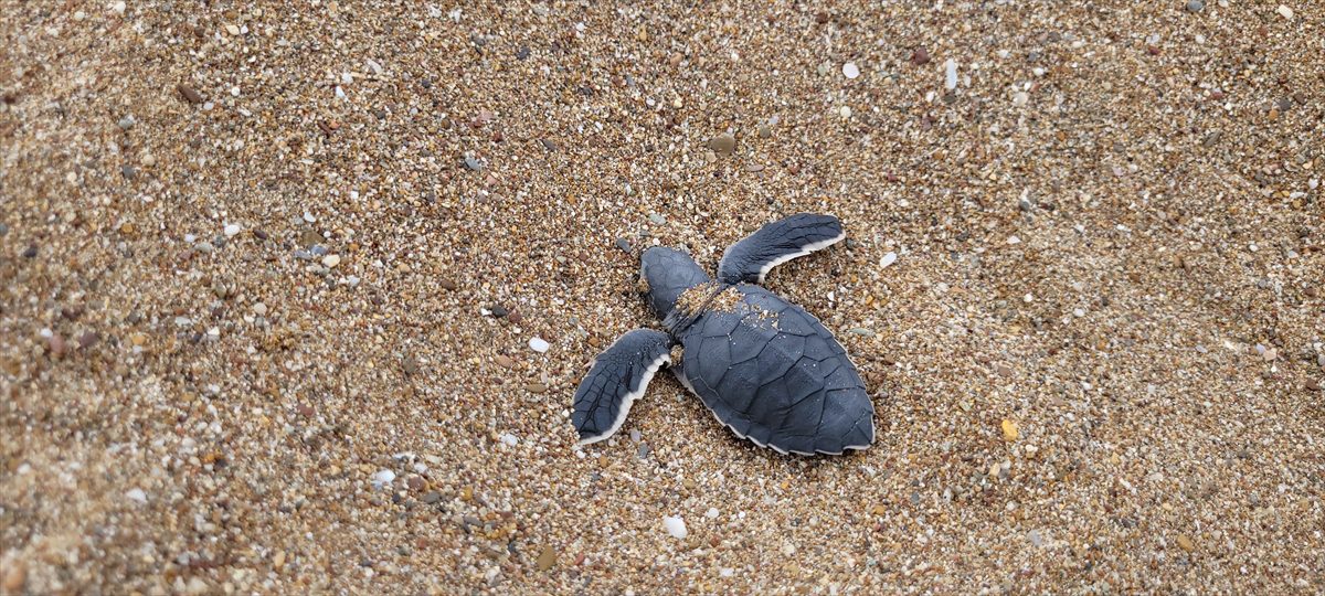 Manavgat’ta caretta carettalar mavi sularla buluşmaya başladı