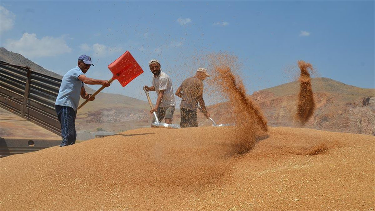 Muş’ta bahar yağmurları buğday rekoltesini artırdı