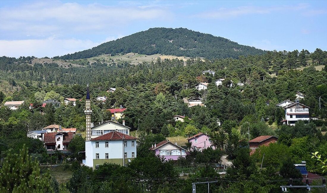 Yaylada oluşturulan 60 dönümlük