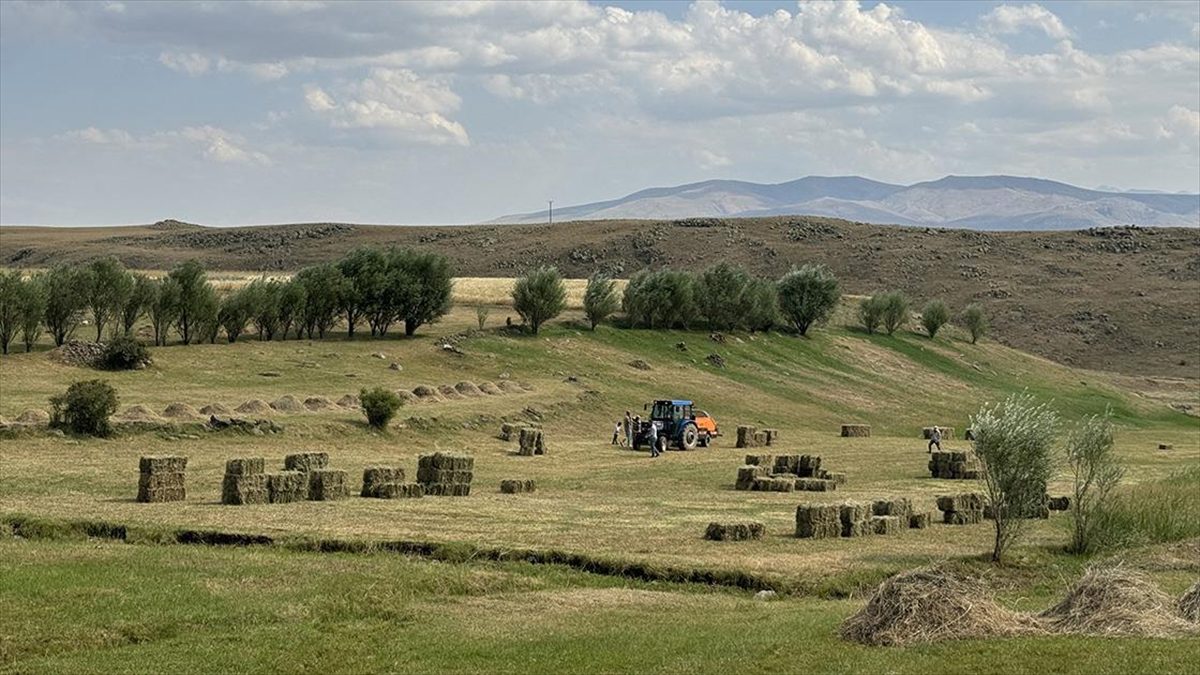 Ağrı'da çiftçiler hayvanlarının kışlık yem ihtiyacını karşılamak için yoğun mesaide