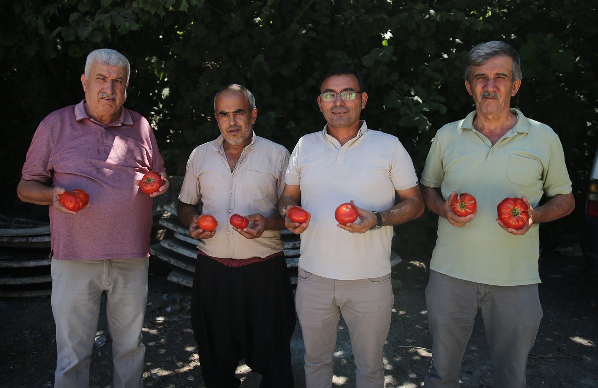 Alanya’da ata tohumu zincirleme üretimle çoğaltılıyor