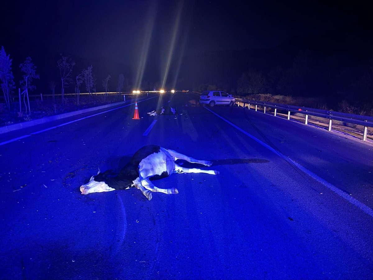 Antalya'da büyükbaş hayvanlara çarpan otomobilin sürücüsü yaralandı