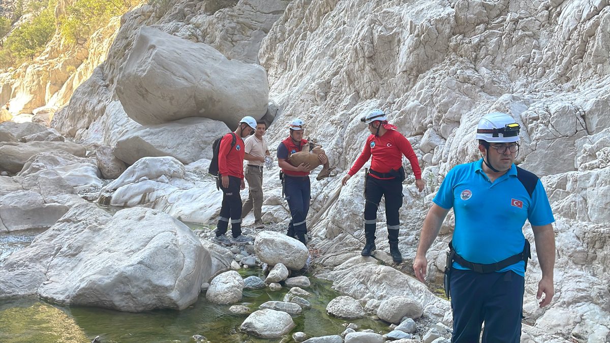 Antalya'da dere yatağında yaralı bulunan yaban keçisi kurtarıldı