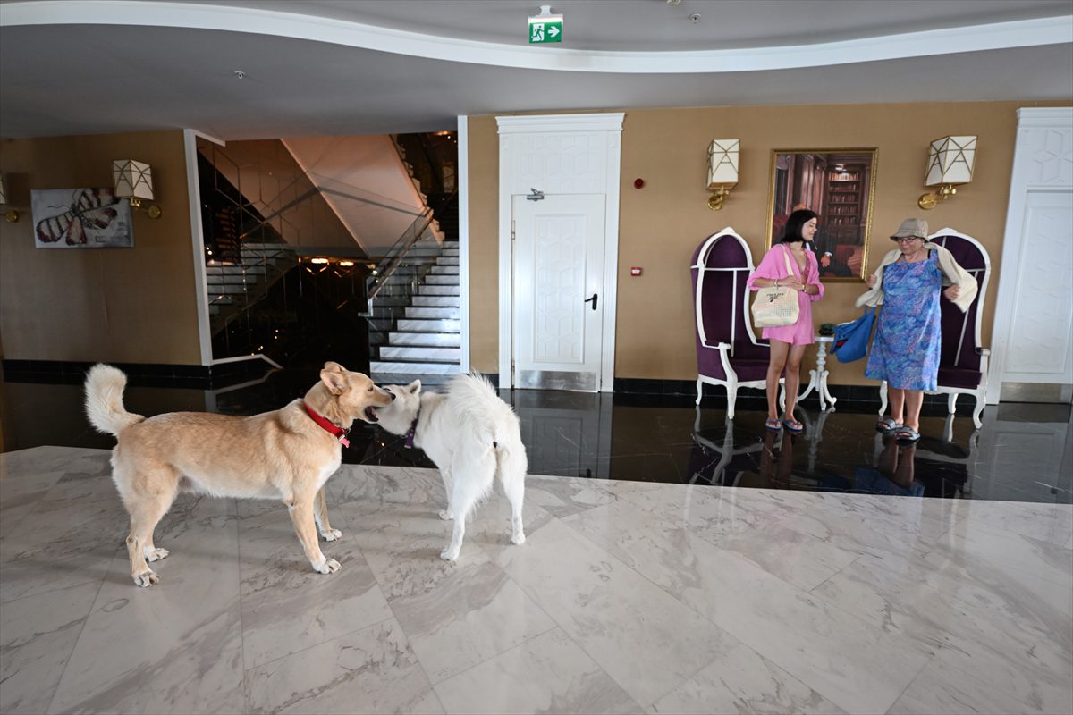 Beş yıldızlı otelde bakılan köpek “Siri”yi çocuklara tanıtmak için boyama kitabı hazırlandı