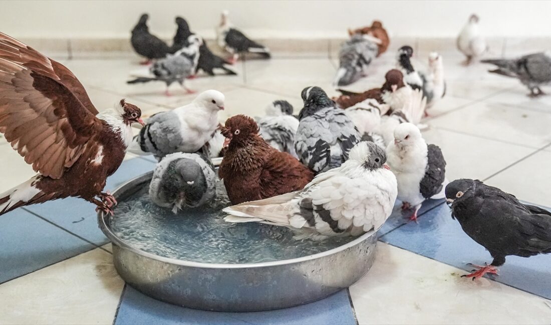 Diyarbakır'ın merkez Bağlar ilçesindeki