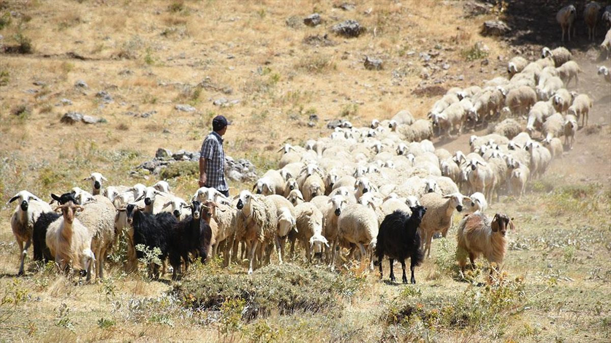 Depremden etkilenen Malatya’da devlet desteğiyle hayvancılık gelişiyor