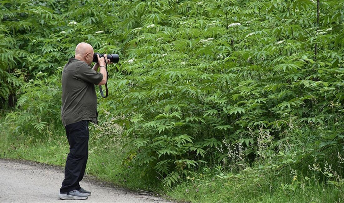 TRABZON (AA) – Fotoğraf