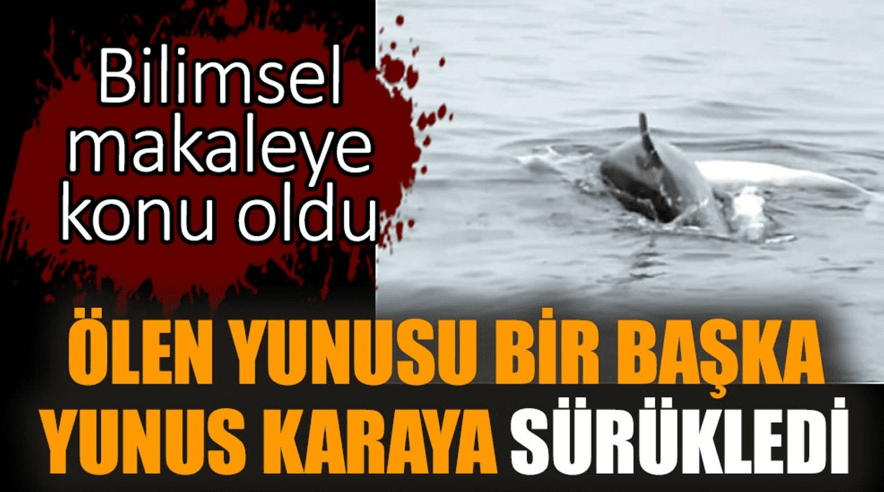 Bilimsel makaleye konu oldu: Ölen yunusu bir başka yunus 6 günde karaya sürükledi