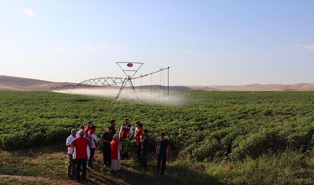 Şanlıurfa'da hayata geçirilen "Alo