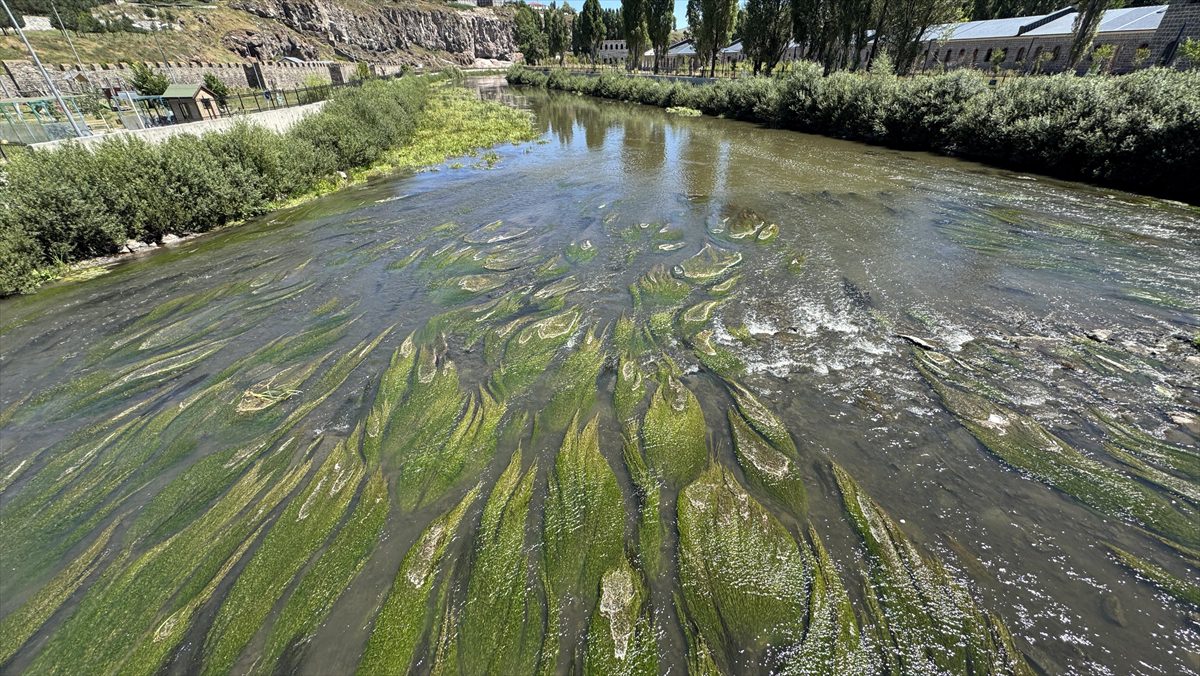 Sıcakların etkisiyle suyu azalan Ardahan’daki Kura Nehri’ni yosun kapladı