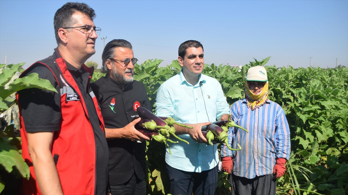 Tescilli Birecik Patlıcanı’nın hasadı başladı