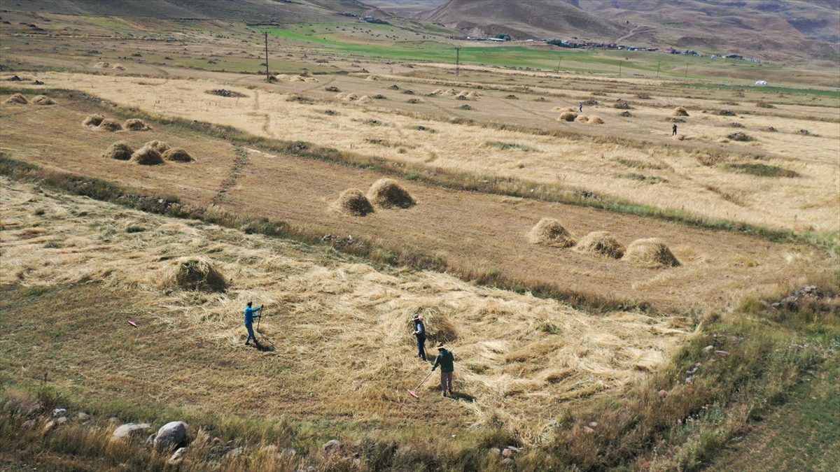 Ağrı'nın yüksek rakımlı köylerinde çiftçiler hasat için mevsim koşullarıyla yarışıyor