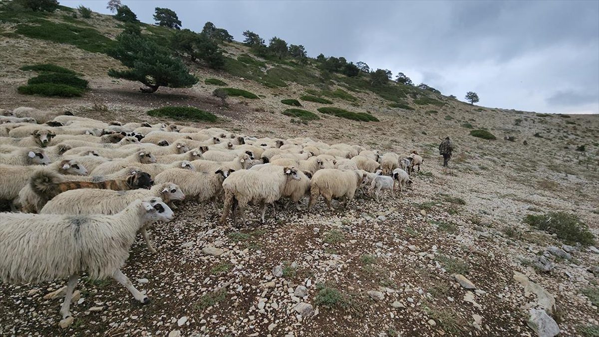 Amasya’da yaylacıların dönüş yolculuğu başladı