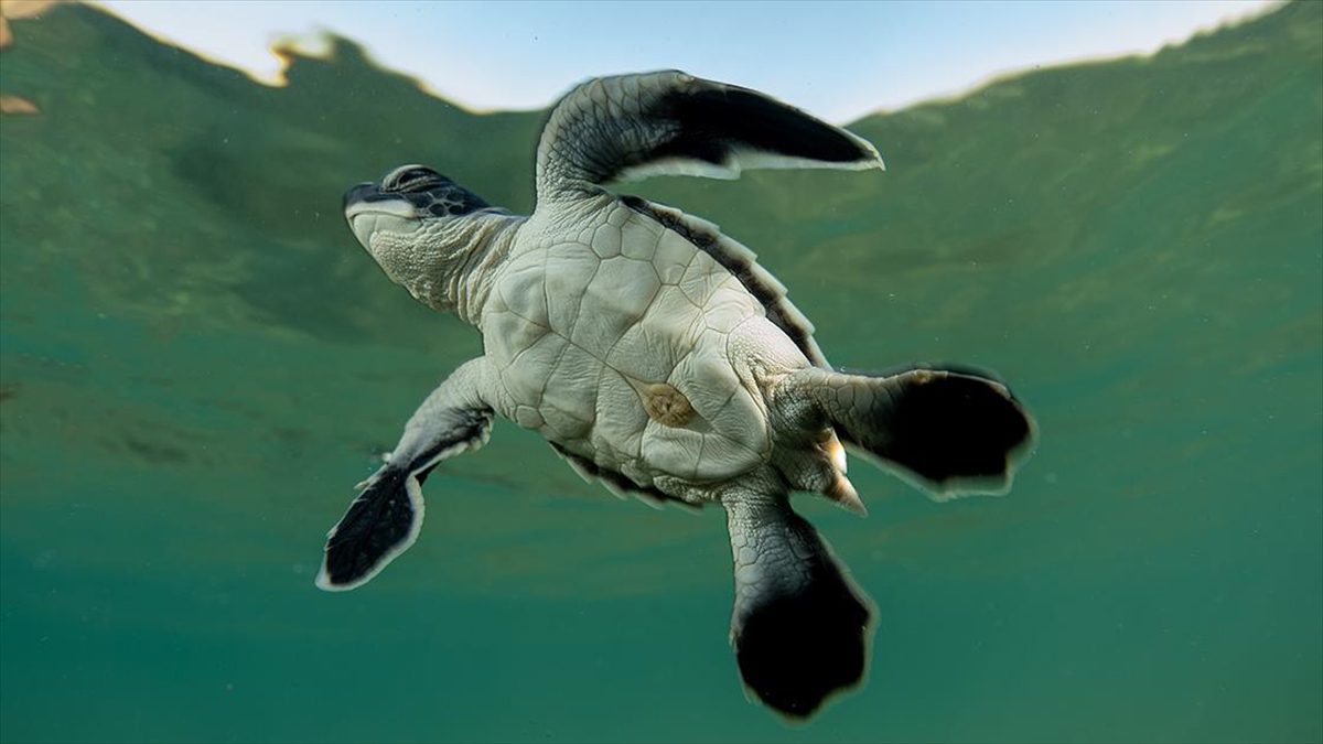 Antalya’da caretta caretta yavrularının yuvalarından çıkışı görüntülendi