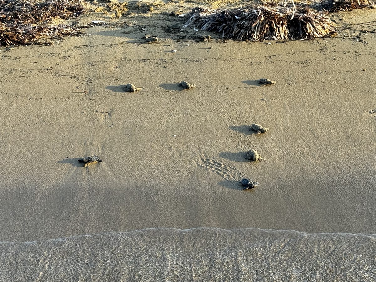 Antalya'da caretta caretta yavrularının yuvalarından çıkışı görüntülendi