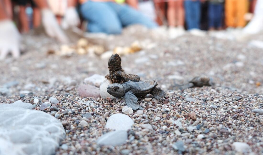 Antalya'nın Kemer ilçesindeki Çıralı