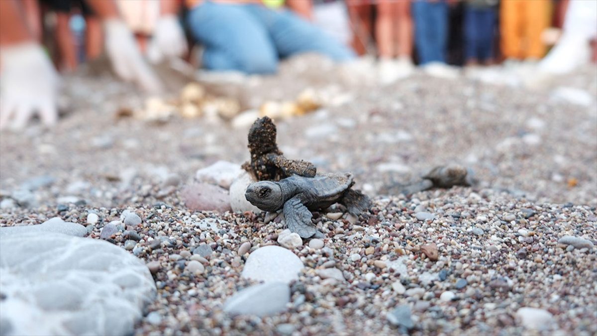 Antalya’nın Çıralı sahilinde 4 bin caretta caretta denizle buluştu