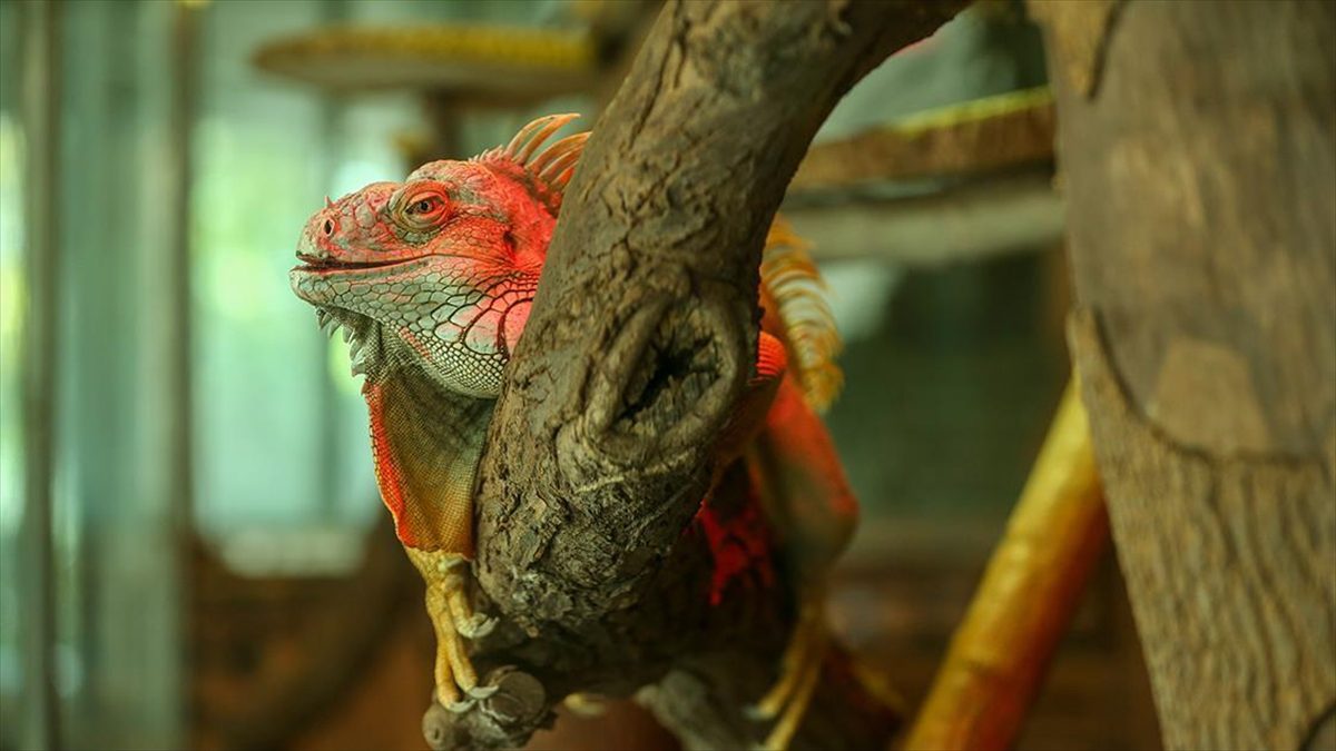 Bursa’da koruma altındaki yeşil iguana ailesi 5 yılda 127 bireye ulaştı