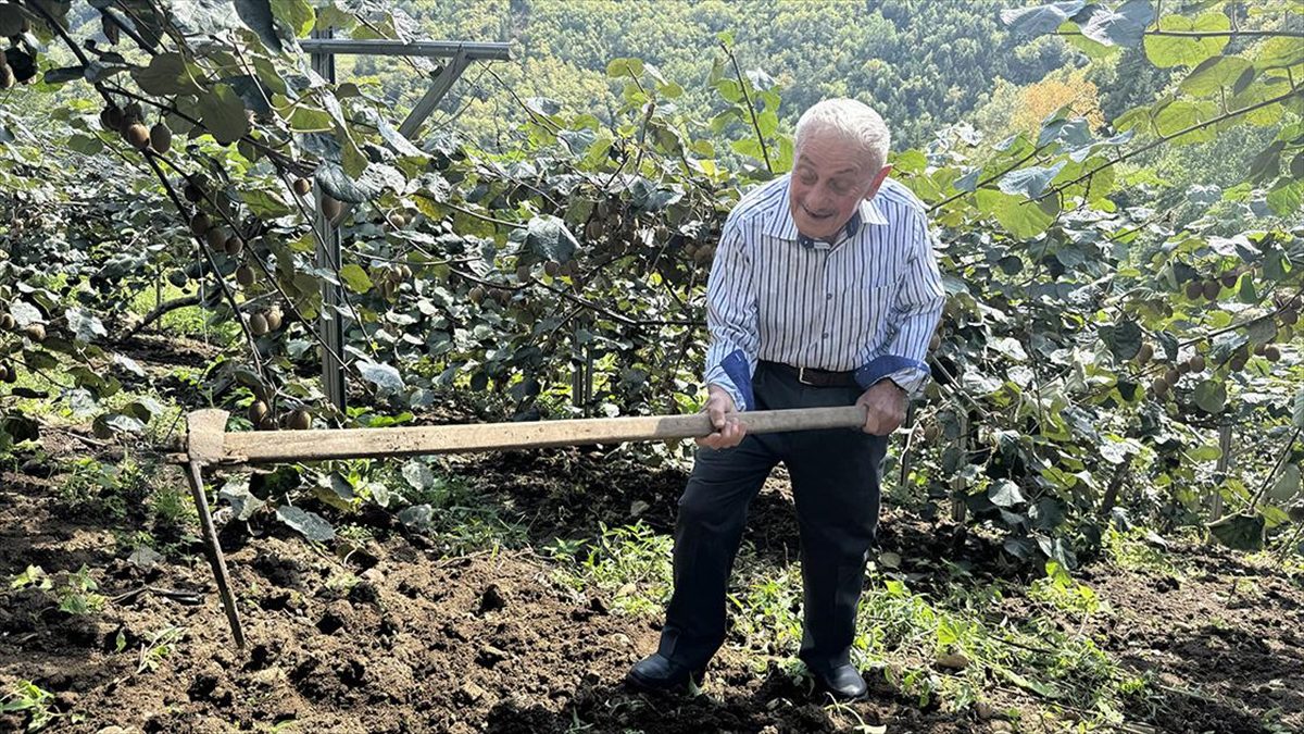 Karadeniz'in ihtiyar delikanlıları topraktan kopamıyorlar