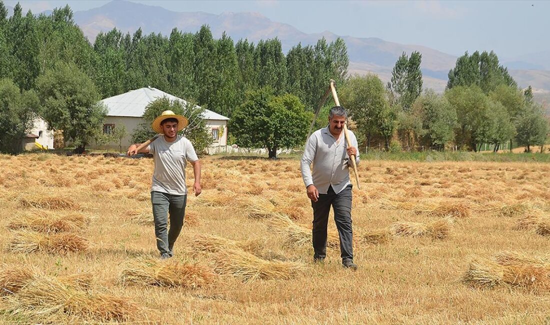 Hakkari'de bir yandan çiftçilik