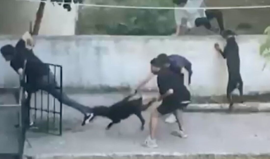 Maltepe'de pitbull cinsi köpeğin