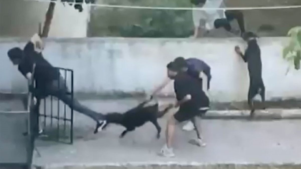 Maltepe’de pitbull cinsi köpeğin bir kişiye saldırması kamerada