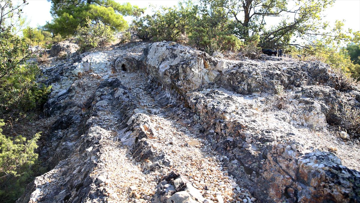 Manisa’daki 21 milyon yıllık ağaç fosilleri, kazı çalışması sonrası ziyarete açılacak