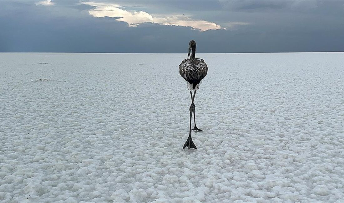 Türkiye ve Akdeniz havzasının