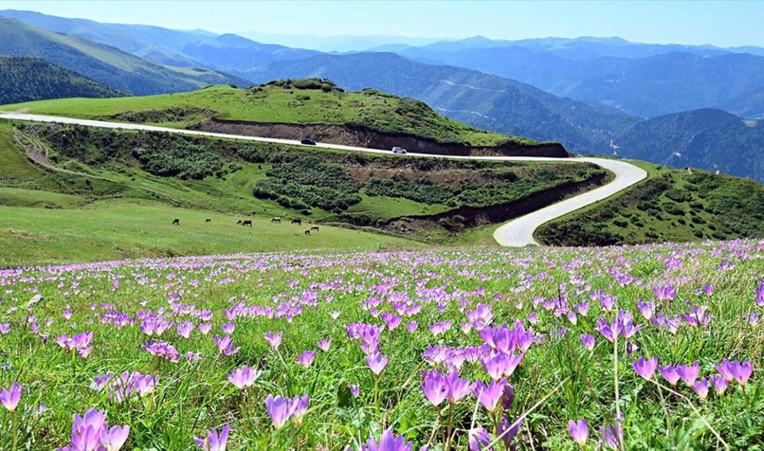 Doğu Karadeniz yaylaları, yayladan