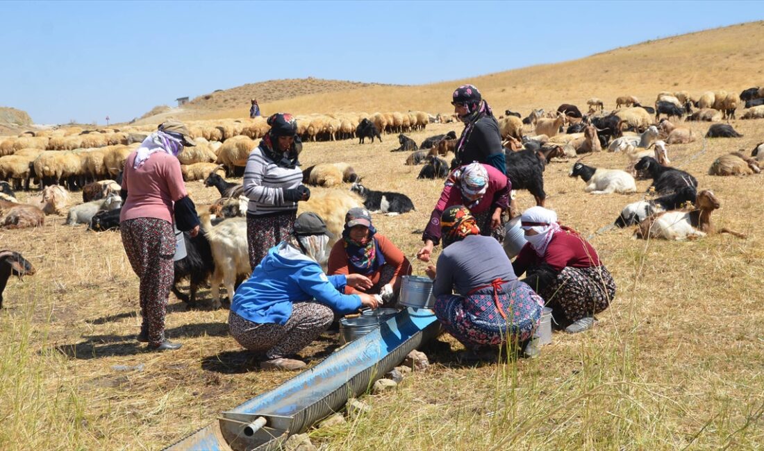 HAKKARI (AA) – Yüksekova