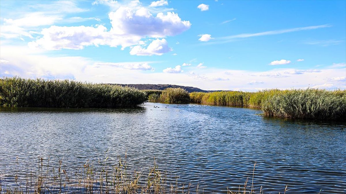 Ağrı Dağı'nın eteklerindeki sulak alanlar turizme kazandırılıyor