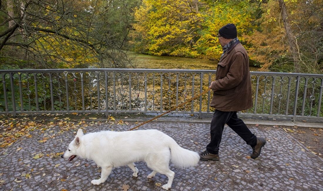 Almanya'da belediyelerin köpek vergisi