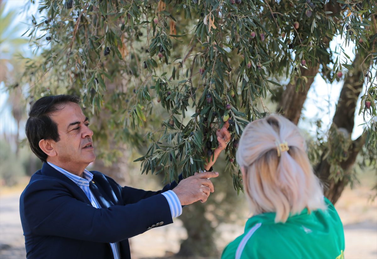 Antalya'da zeytin üretimi yüzde 45 arttı