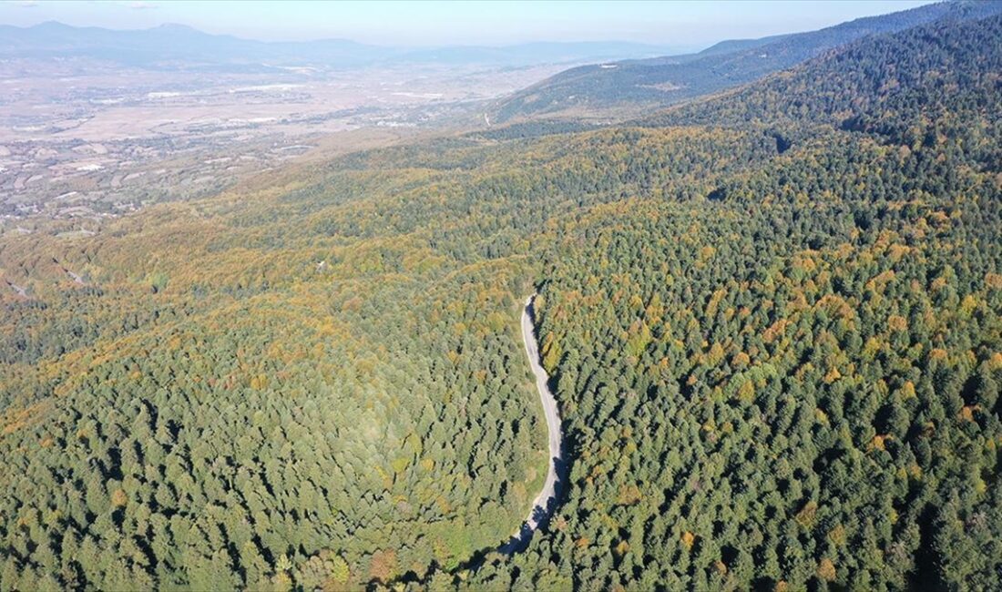 Bolu Gölcük Tabiat Parkı'nı