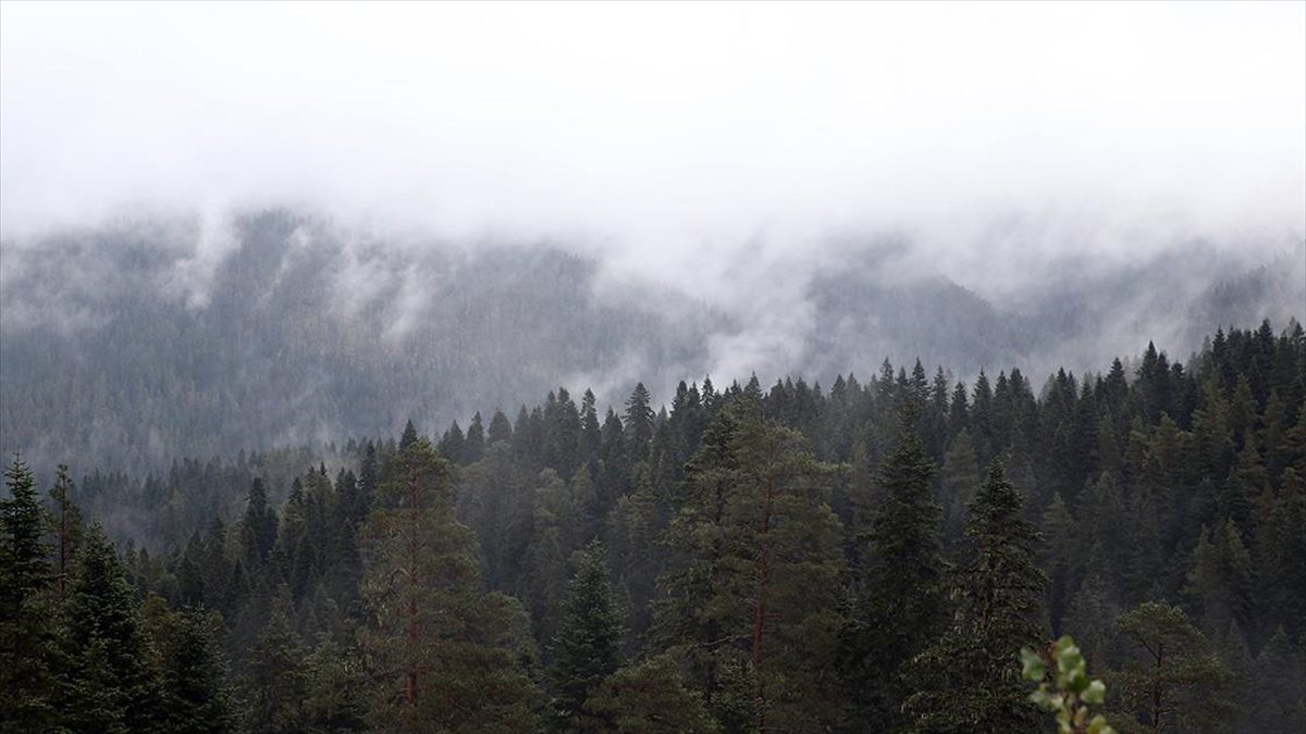 Ilgaz Dağı’nda sis etkili oldu