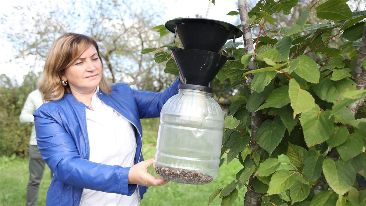 Kahverengi kokarca ile mücadelede “feromon tuzak” kullanımı yaygınlaştırılıyor