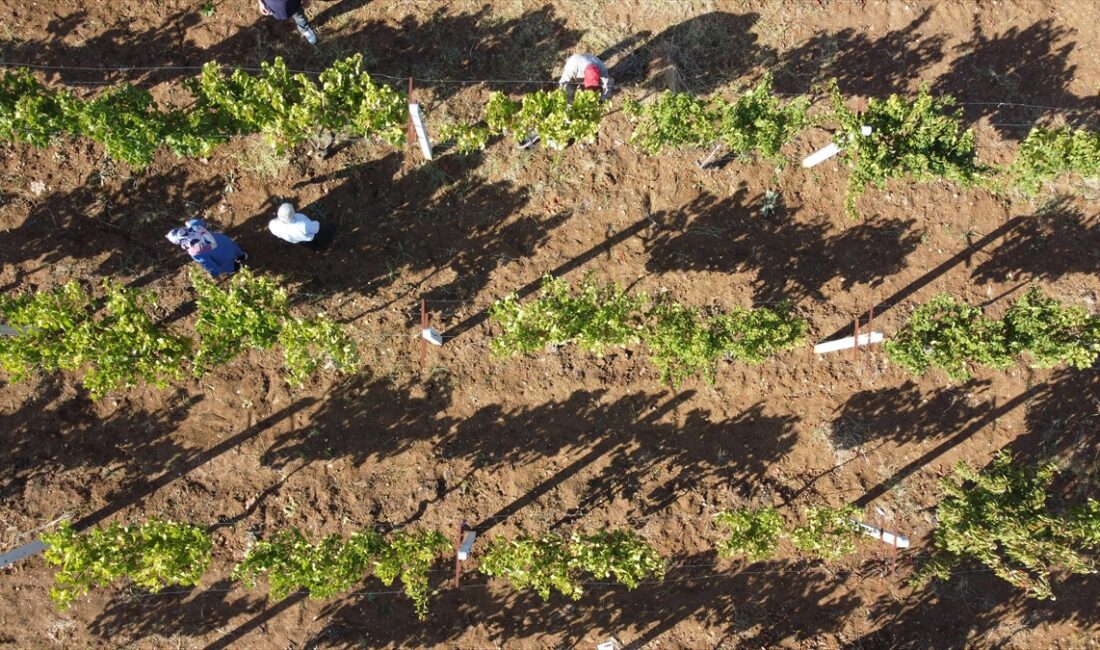 Sakarya Vadisi'ndeki Bilecik'in Söğüt