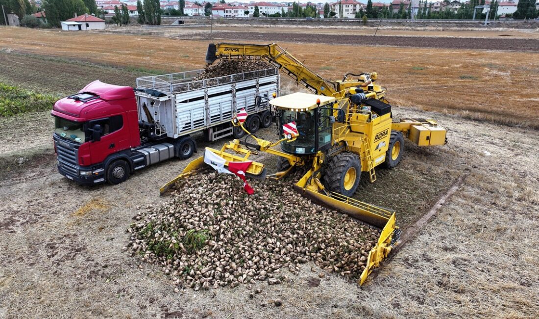 Kayseri Şeker, tarladan sökülen