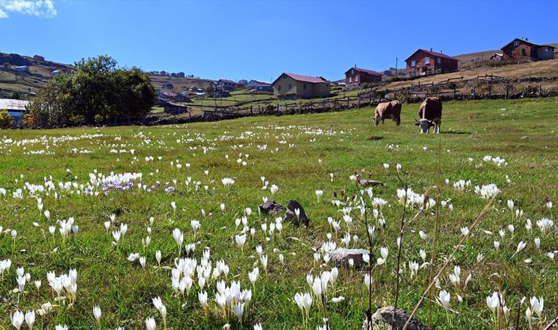 Trabzon'un Köprübaşı ilçesindeki "kesin